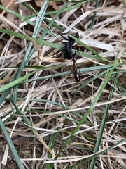 Camponotus pennsylvanicus
