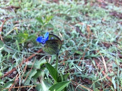 Commelina orchioides