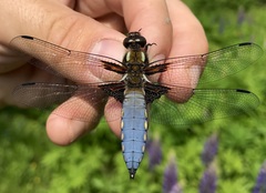 Libellula depressa