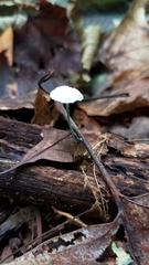 Tetrapyrgos nigripes