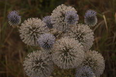Echinops spinosissimus