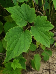 Eriocapitella hupehensis