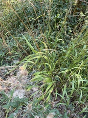 Bromus inermis