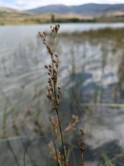 Juncus compressus