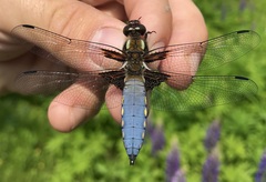 Libellula depressa