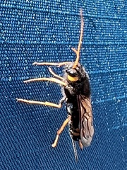 Urocerus flavicornis