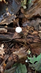 Tetrapyrgos nigripes