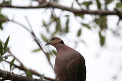 Streptopelia semitorquata
