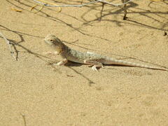 Phrynocephalus mystaceus