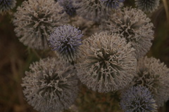 Echinops spinosissimus