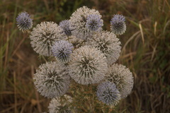 Echinops spinosissimus