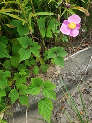 Eriocapitella hupehensis