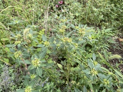 Euphorbia davidii