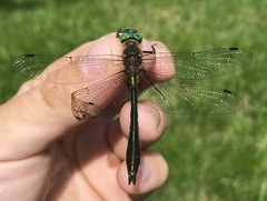 Cordulia aenea aenea