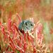 Salt Marsh Harvest Mouse - Photo (c) Bob Dodge, some rights reserved (CC BY), uploaded by Bob Dodge