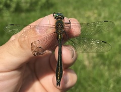 Cordulia aenea aenea