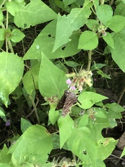 Thorybes dorantes dorantes