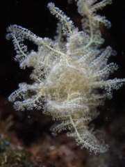 Phaeophyceae