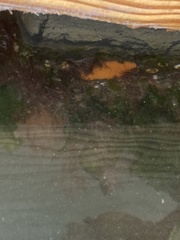 Botrylloides violaceus