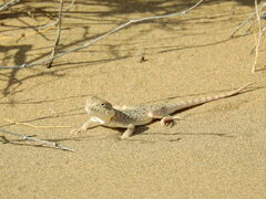 Phrynocephalus mystaceus