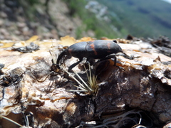 Cactophagus spinolae