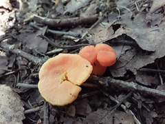 Hygrocybe punicea