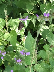 Thorybes dorantes dorantes