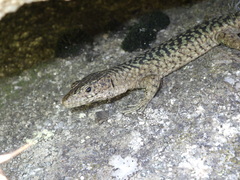 Archaeolacerta bedriagae bedriagae