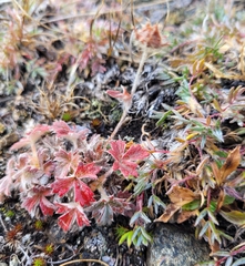 Potentilla arenosa