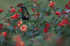 Nectarinia kilimensis