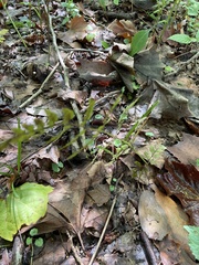 Cystopteris protrusa