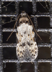 Taygete attributella