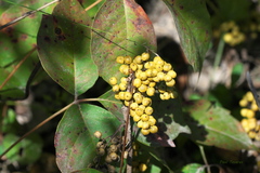 Toxicodendron rydbergii