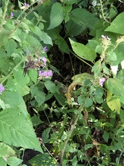 Thorybes dorantes dorantes