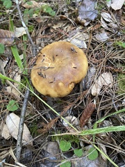 Russula cerolens