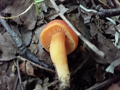 Hygrocybe punicea