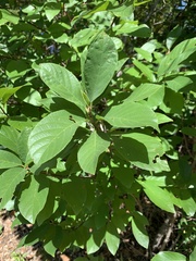 Frangula caroliniana