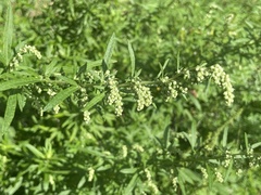 Artemisia vulgaris