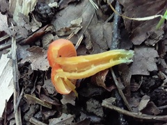 Hygrocybe punicea