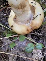 Russula cerolens
