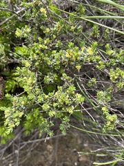 Clutia alaternoides