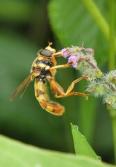 Milesia virginiensis