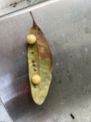 Belonocnema treatae