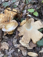 Russula cerolens