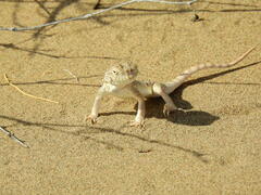 Phrynocephalus mystaceus