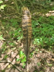 Antrostomus vociferus