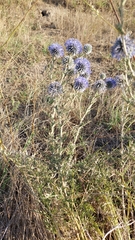 Echinops ritro