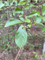 Lyonia ligustrina