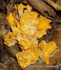 Cantharellus lateritius