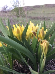 Iris pumila